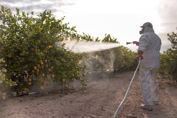 Best Affordable Pest Control Services  in Whitesboro, AL