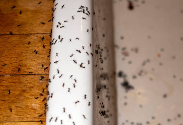 Best Commercial Pest Control Services  in Whitesboro, AL
