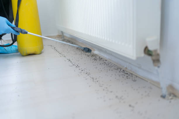 Best Insect Control  in Whitesboro, AL
